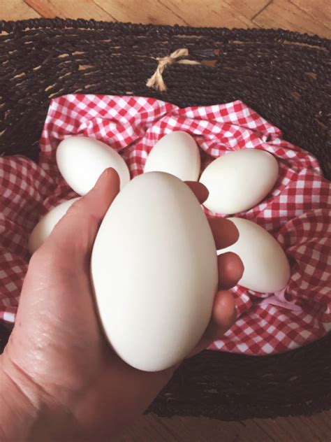 Goose Eggs 6 pack - Serendipity Farms