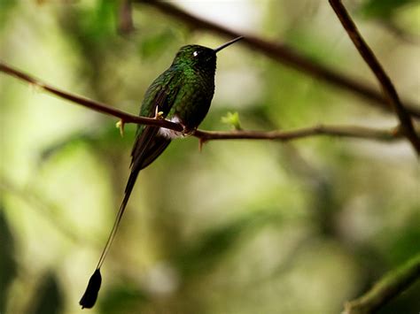 Booted Racket-tail Hummingbird (Ocreatus underwoodii)