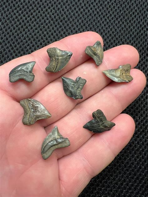 8 Beautiful Squalicorax Shark Teeth Fossils From Mississippi - Etsy