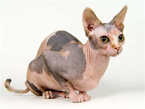 Giống mèo không lông Sphynx huyền bí - Thucanh.vn - Website chuyên thông tin dành cho thú cưng ...