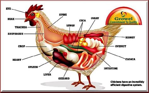 About Poultry Digestive System | Chickens, Chicken anatomy, Raising ...