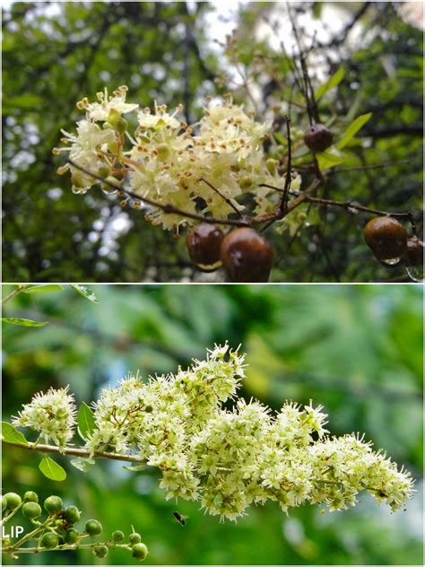 Mehndi Flower (মেহেদী ফুল)- Mignonette Flower- Lawsonia Inermis | Mehndi flower, Flowers, Floral