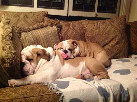 Pin by Esin Özcan on ♔ENGLİSH BULLDOG♔ | English bulldog puppies ...