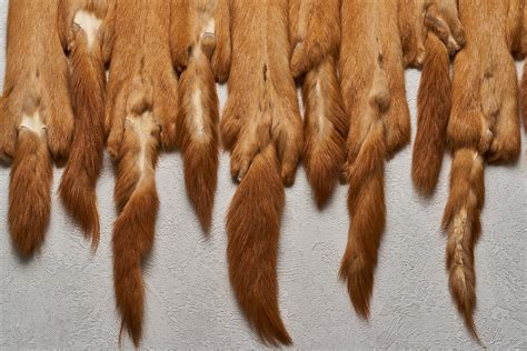 SIBERIAN WEASEL LOT OF 10 TANNED FUR PELTS - KOLINSKY, KOLONOK SKIN ...