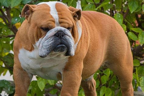 6 Common Bulldog Health Problems Explained | MyDogArea