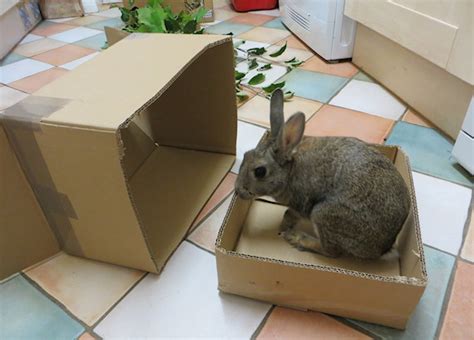 DIY Bunny Toys – Slotted Cardboard Balls