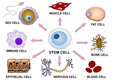 How Stem Cells Can Repair Our Body | Dynamic Nutrition