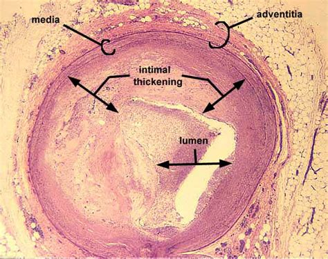 Histology at SIU