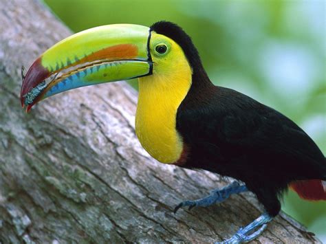 Toucan Wallpapers - Wallpaper Cave