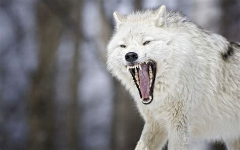 Pin by Henk sparreboom on wolves | Wolf poster, Angry wolf, Beautiful blue eyes