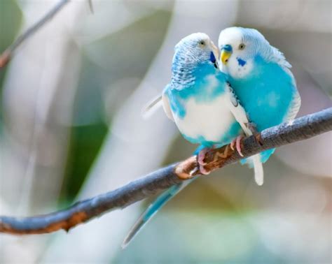 What Does It Mean When Birds Kiss Each Other? (Explained!) - Animals HQ