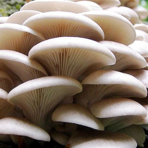 Different Types Of Edible Mushrooms