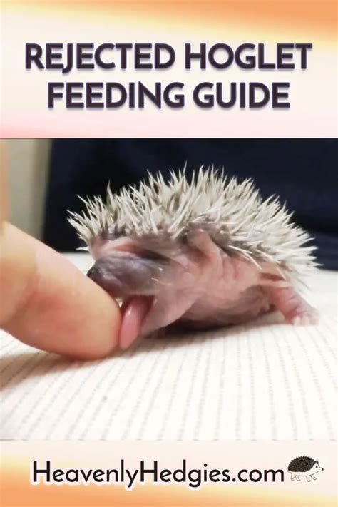 How to Feed a Baby Hedgehog - Heavenly Hedgies