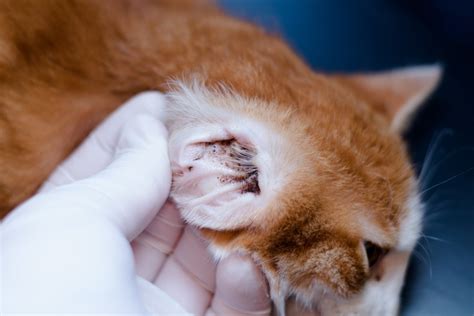 Home Remedies For Treating Ear Mites In Cats Pet Keen | eduaspirant.com
