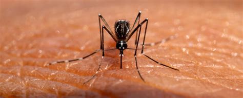 Mosquito Saliva Can Actually Suppress Our Immune System, Study Finds : ScienceAlert