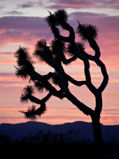 Joshua Trees at Sunset | Free Photo - rawpixel