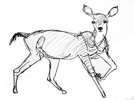 Deer Lying Down Drawing at GetDrawings | Free download