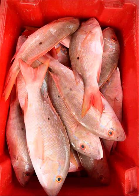 Fresh Mutton Snapper (Atlantic), Lutjanus analis - Yokota USA - Atlantic Seafoods