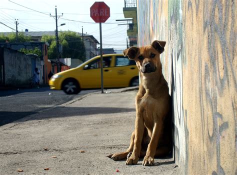 Devolvé el fulbo !: El hombre que quería escribir. Décima entrega ...