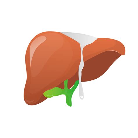 Download Liver, Anatomy, Body Part. Royalty-Free Stock Illustration Image - Pixabay