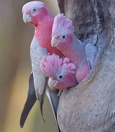 Loros rosados 🥰🤷🏻‍♀️ | Papağanlar, Vahşi hayvanlar, Evcil hayvanlar