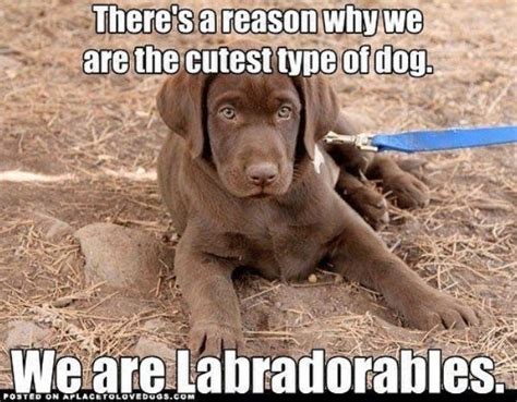 16 Best Labrador Memes to Raise Your Mood | Labrador retriever ...