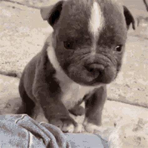 Puppy Love GIF - Puppy Love Hi - Discover & Share GIFs