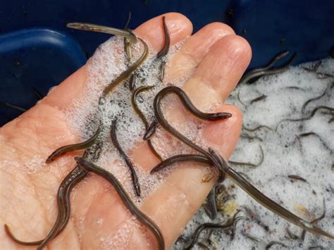 A guide to eel farming | The Fish Site