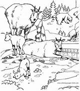 Rams Color Page sketch template