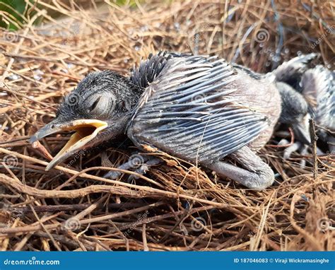 Newborn Baby Bird in a Nest Photo Stock Image - Image of lentils ...