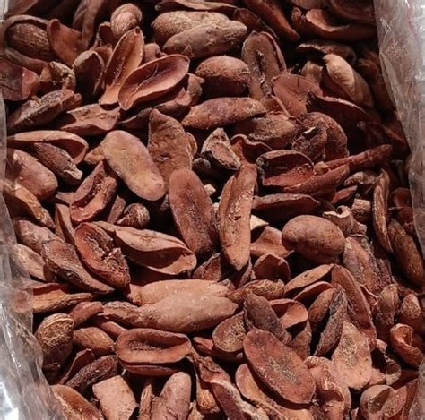 100% Natural Dried Mahua Seeds (madhuca Longifolia) at Best Price in Delhi | Shiva Overseas Inc.