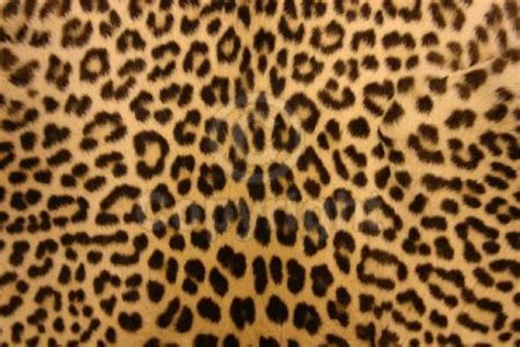 Leopard Print Wallpaper (82 Wallpapers) – HD Wallpapers