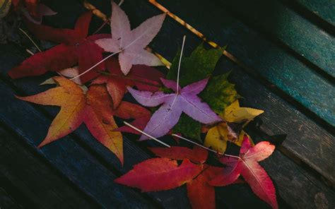 colorful leaves autumn 5k MacBook Air Wallpaper Download | AllMacWallpaper