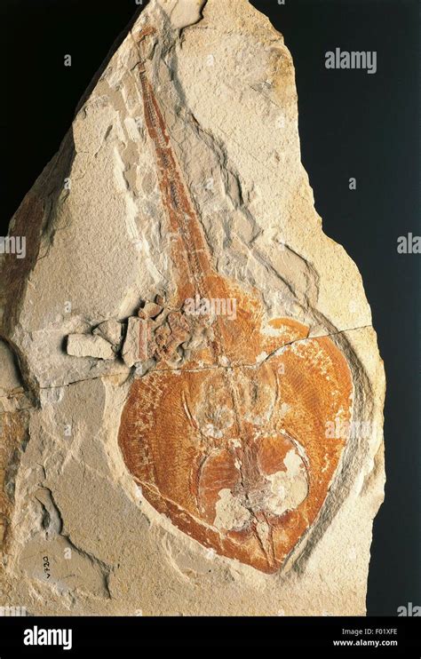 Fossils - Deuterostomia - Chordata - Chondrichthyes - Guitarfish (Rhinobatos) - Cretaceous Stock ...