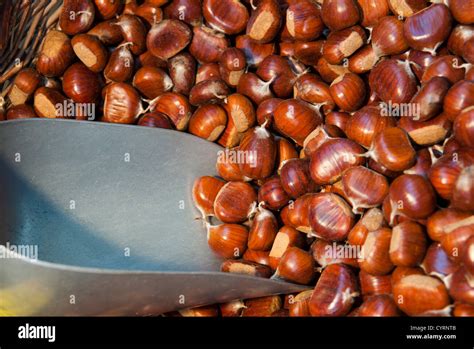 Sweet Chestnuts Stock Photo - Alamy