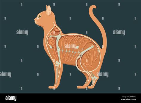 Cat Anatomy vector illustration Stock Vector Image & Art - Alamy