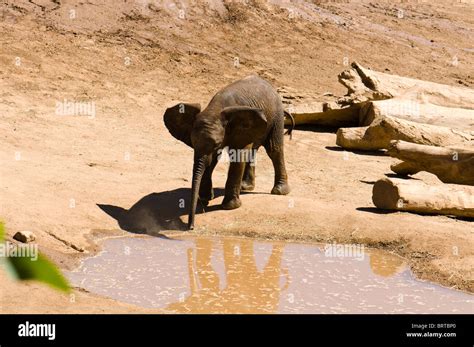 Baby Elephant Drinking Water Stock Photo - Alamy