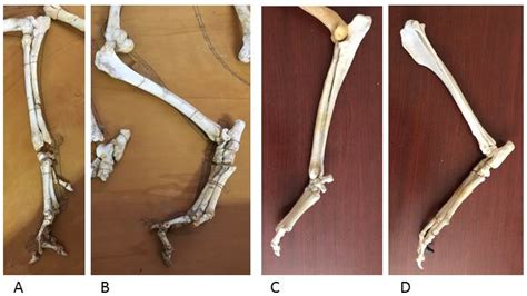 Wolf Skeleton Diagram