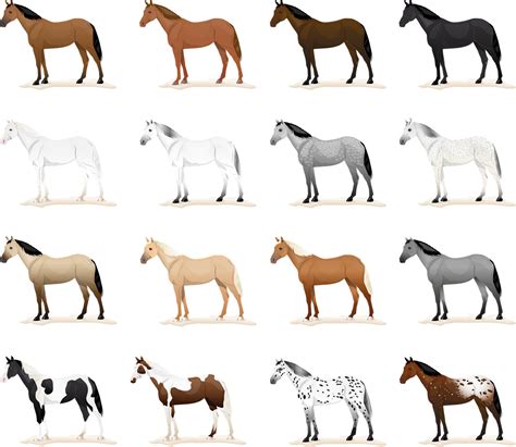 Horse Coat Colors are more than black, brown and white! - EquiGroomer