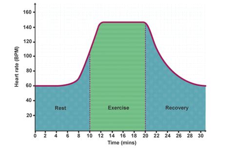 What Happens To Breathing Rate During Exercise - Exercise Poster