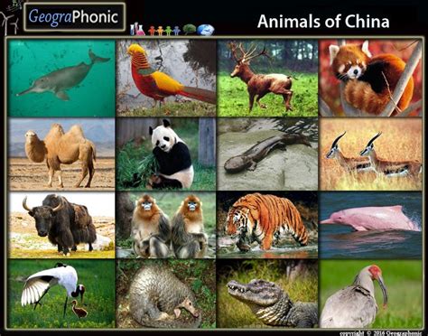 Free Quiz Game : Animals of China Animals of China, #animals, #China, # ...