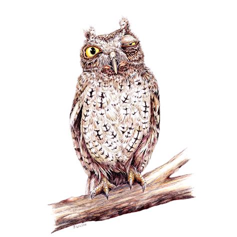 Owl Winking Limited-Edition Print – Wildlife Drawings by Jim Wilson