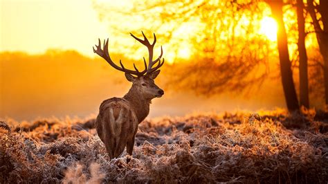#deer #stag #4K #wallpaper #hdwallpaper #desktop Morning Sun, Morning Music, Big Canvas, Canvas ...