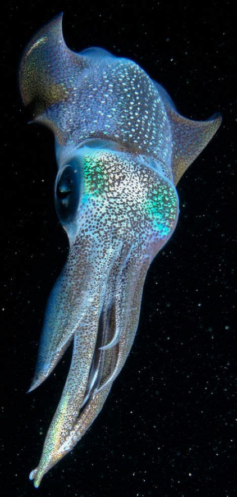 Reef squid off Okinawa, Japan • by Cameron Knudsen on National Geographic Deep Sea Creatures ...