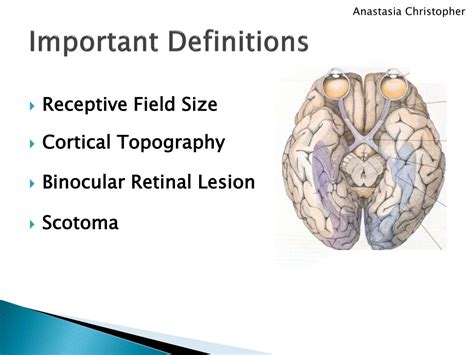 PPT - Receptive Field Dynamics in Adult Primary Visual Cortex PowerPoint Presentation - ID:1936466