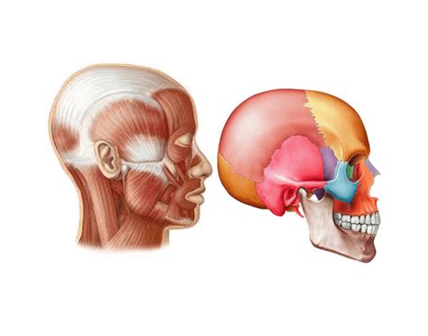 Head bones and muscle labeling Quiz