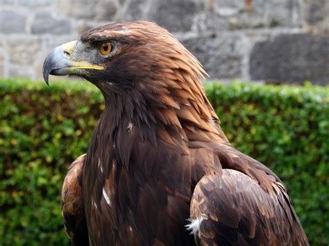 Golden Eagle in Glenveagh National Park, Donegal. : r/ireland