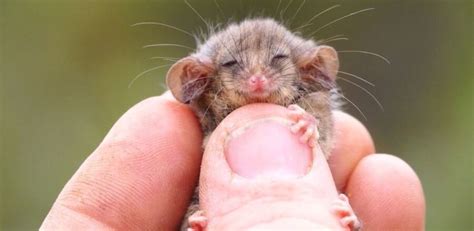 The World's Cutest Possum, the Pygmy Possum | Critter Science