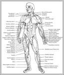 muscles of the human body diagram | Anatomy System - Human Body Anatomy ...