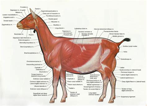 Image result for goat anatomy muscles | Keeping goats, Boer goats ...